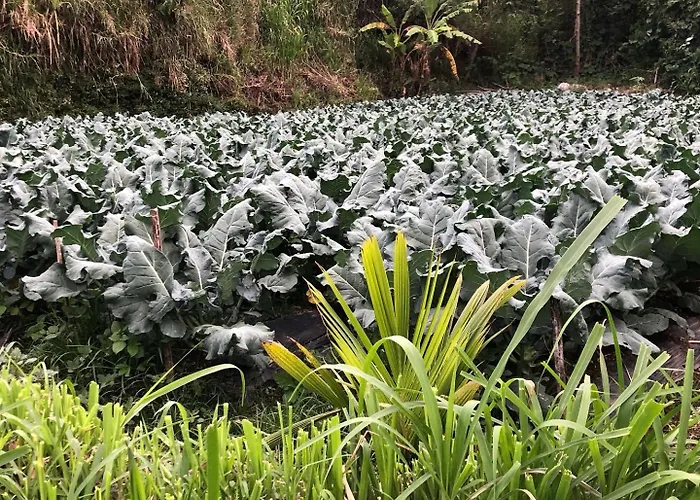 Buyan Lodge Lake View Villa