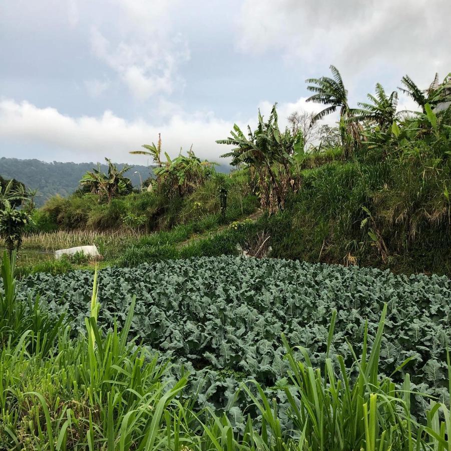 Buyan View Villa